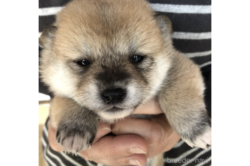 成約済の福島県の柴犬-180136の2枚目